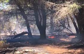 Merr udhë shkatërrimi i Pyllit të Sodës Darëzezës dhe Semanit në shërbim të OLIGARKUT Premium, siç e paralajmëroi Gazeta Jonë