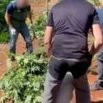 1698772605_kanabisspanja