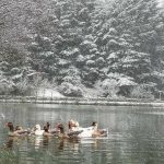 -640-0-pamje-nga-debora-e-pare-ne-puke-1701018034