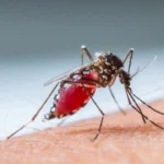 ETHET-E-NILIT-PERENDIMOR_sd