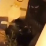 -640-0-g4-1737479444