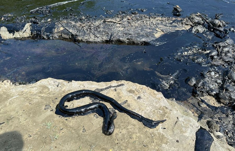 -900-0-1751114279x900-0-1751023716xfggjpg-519-729