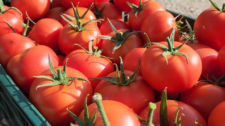 -900-0-1757490592x640-0-b8c601d7dfdeb167bed7645d5f8e7f07-387